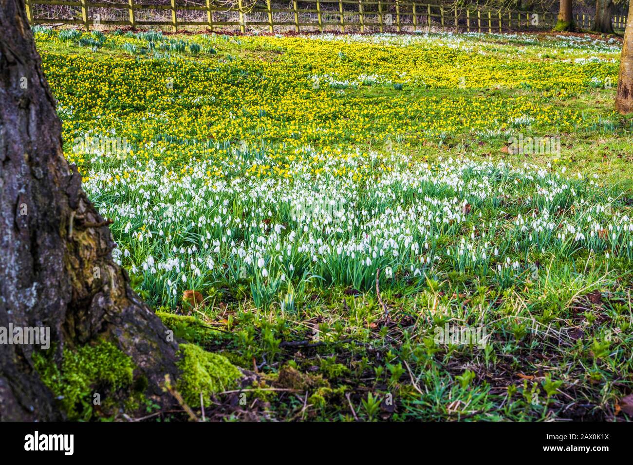 Snowdrops e aconites invernali al Welford Park nel Berkshire. Foto Stock