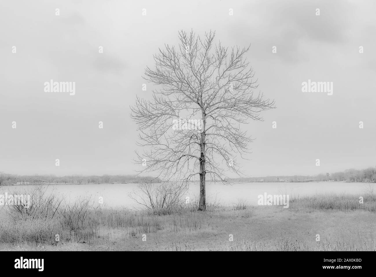 Paesaggio nebbioso con albero solitario e fiume Delaware, Pennsylvania, Stati Uniti Foto Stock