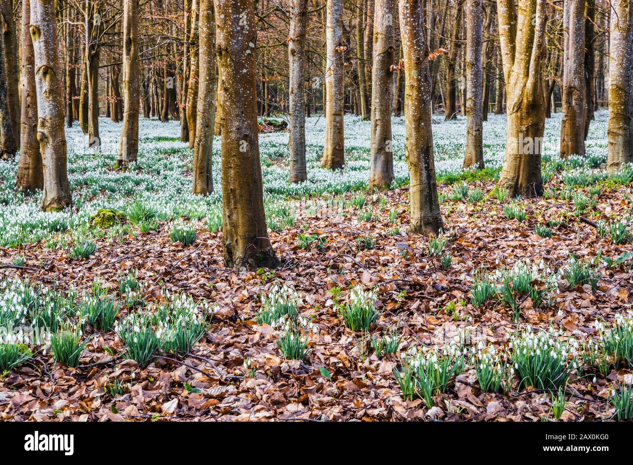 Snowdrops al Welford Park nel Berkshire. Foto Stock