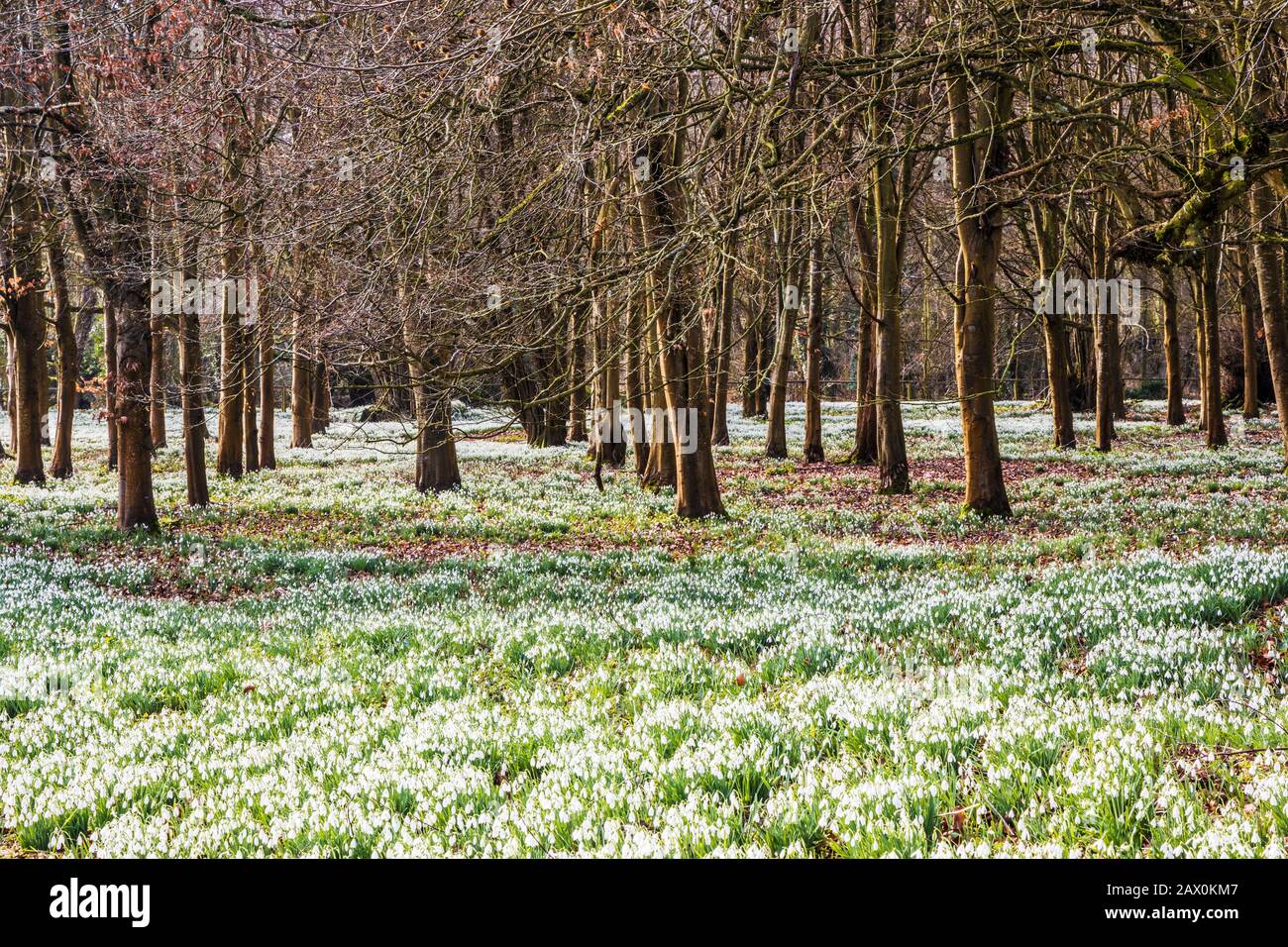 Snowdrops al Welford Park nel Berkshire. Foto Stock