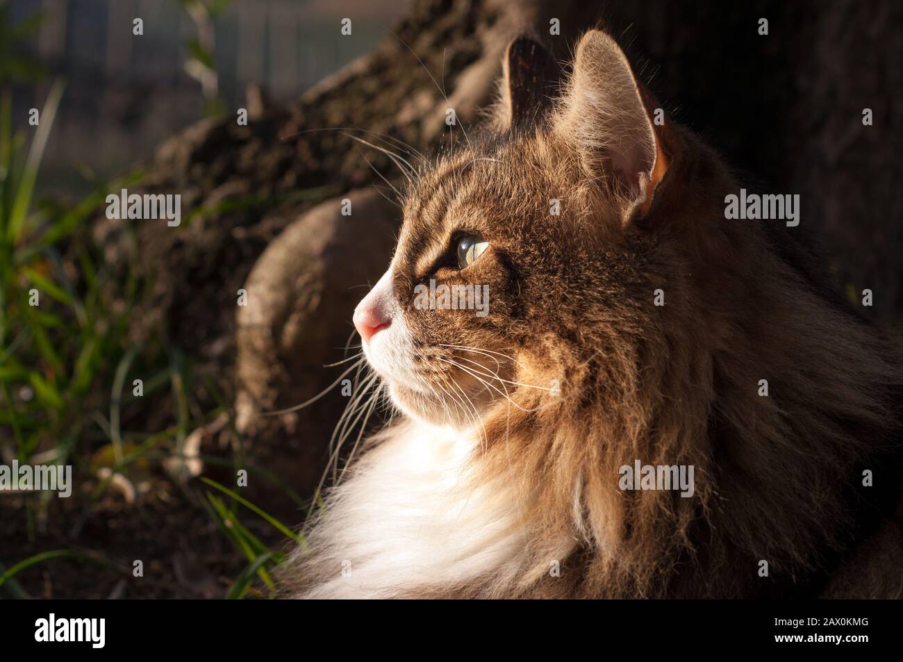 primo piano di un volto di un profilo baciato dal sole di un gatto norvegese foresta seduta all'aperto. guardando lontano concetto. attenzione. Foto Stock