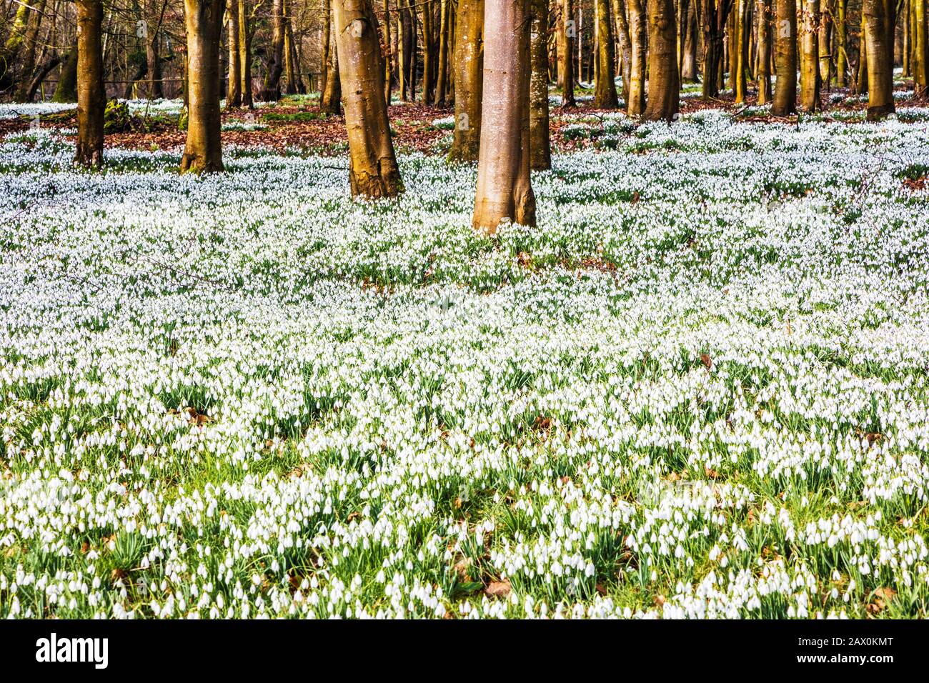 Snowdrops al Welford Park nel Berkshire. Foto Stock