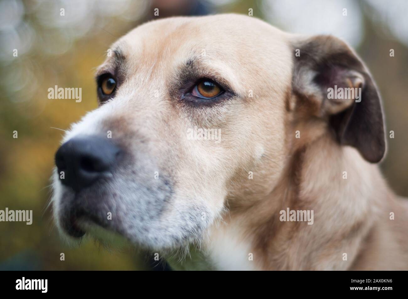ritratto di un cane seduto all'aperto Foto Stock