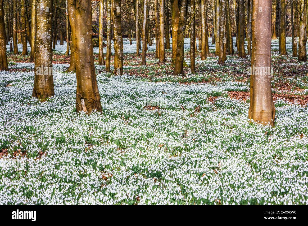 Snowdrops al Welford Park nel Berkshire. Foto Stock