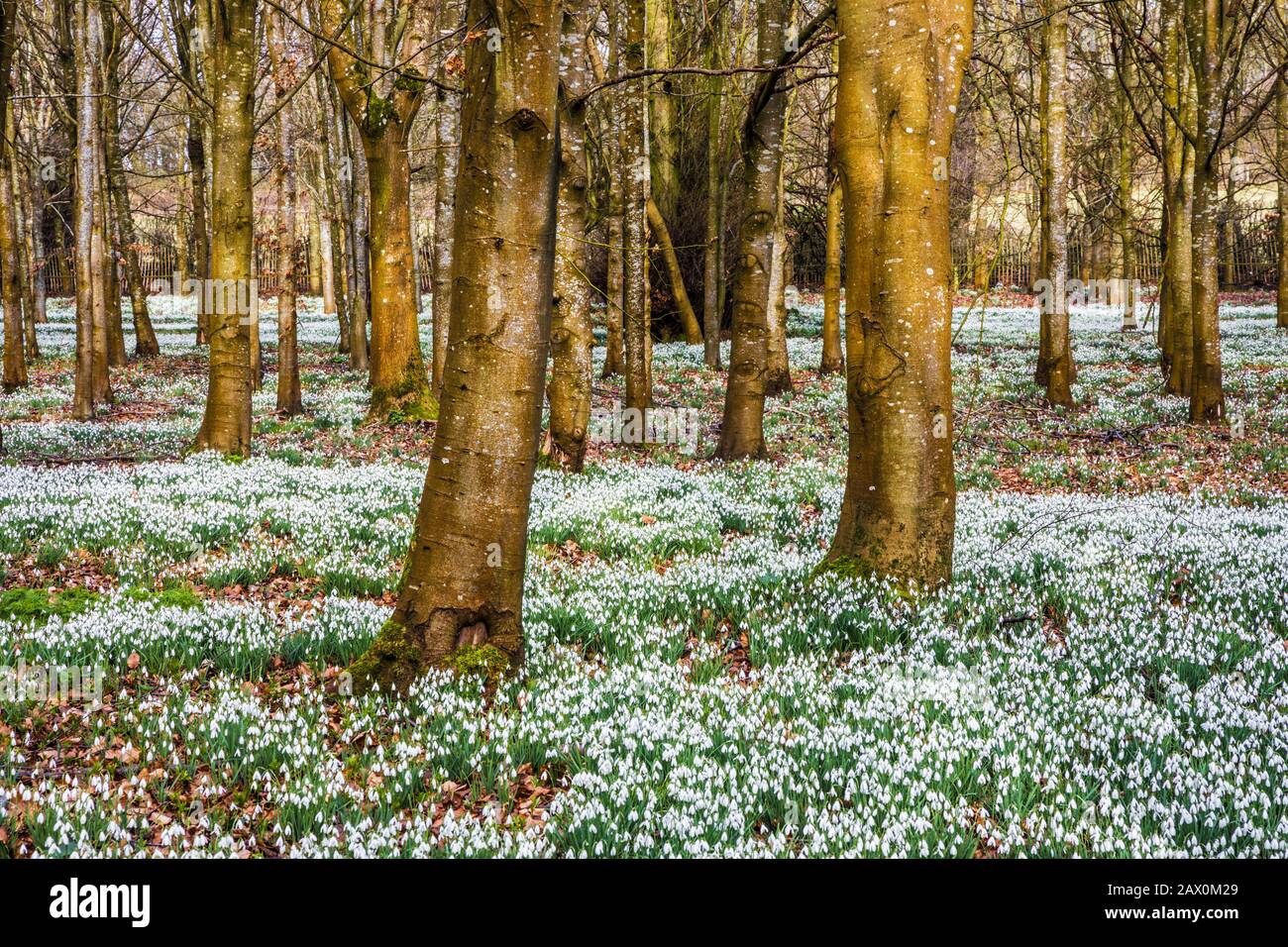 Snowdrops al Welford Park nel Berkshire. Foto Stock