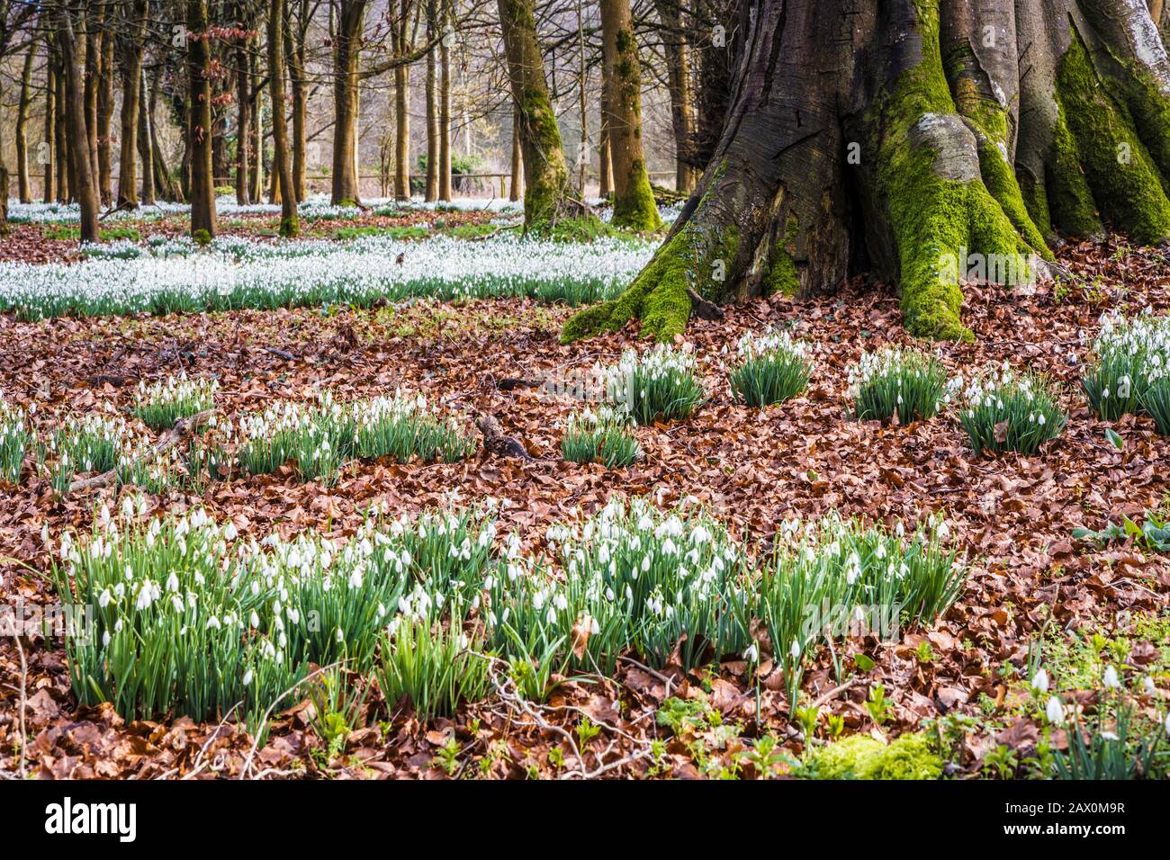 Snowdrops al Welford Park nel Berkshire. Foto Stock