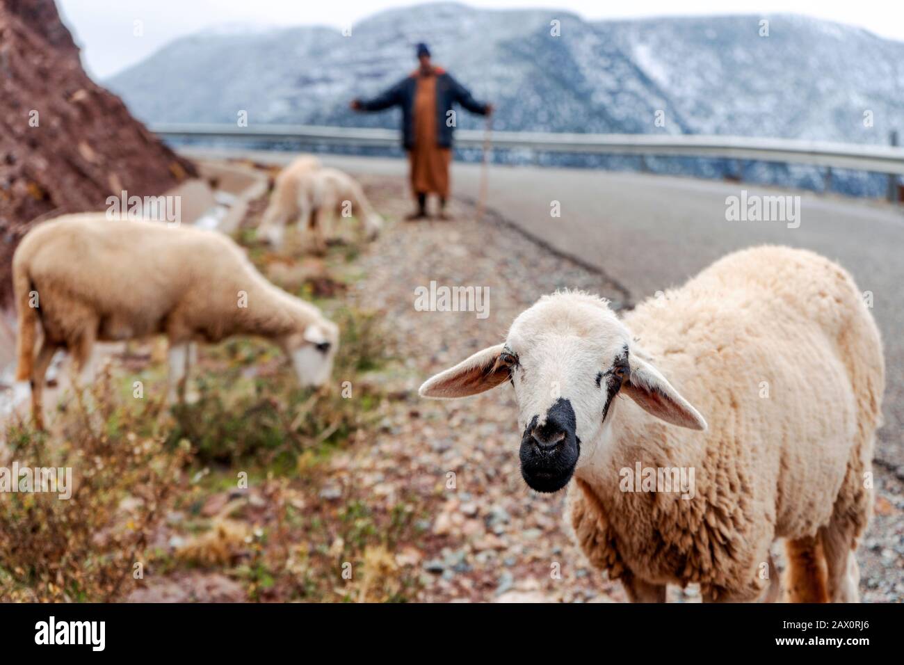 Pecore con pastore sulla strada in remoto Alto Atlante montagne Foto Stock