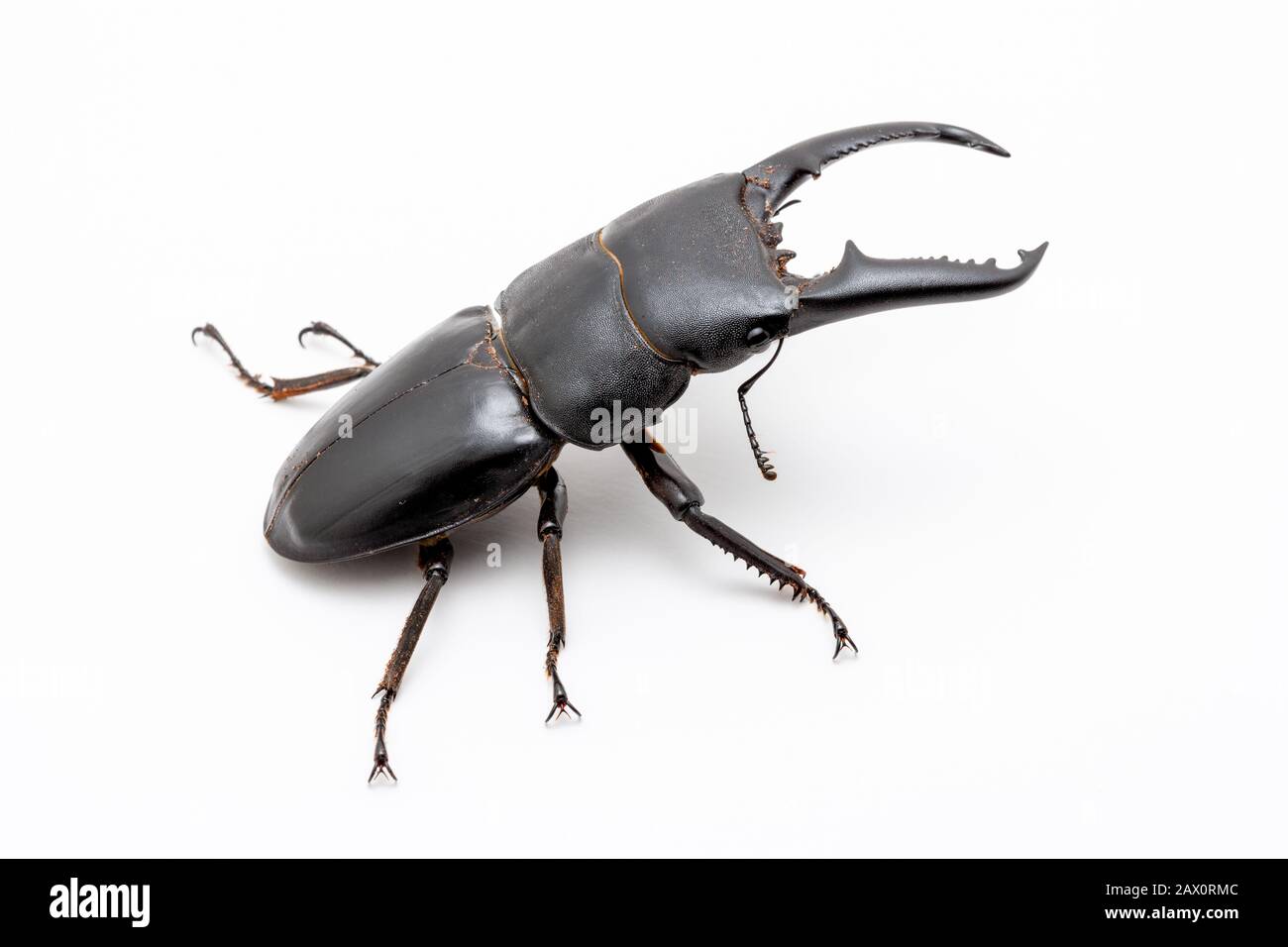 Grande maschio Dorcus titanus Stag Beetle su sfondo bianco. Foto Stock