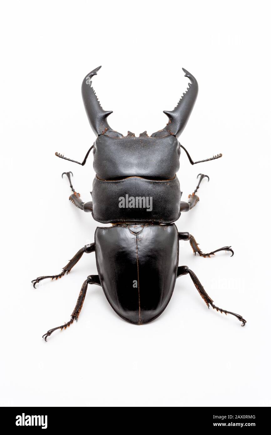 Grande maschio Dorcus titanus Stag Beetle su sfondo bianco. Foto Stock