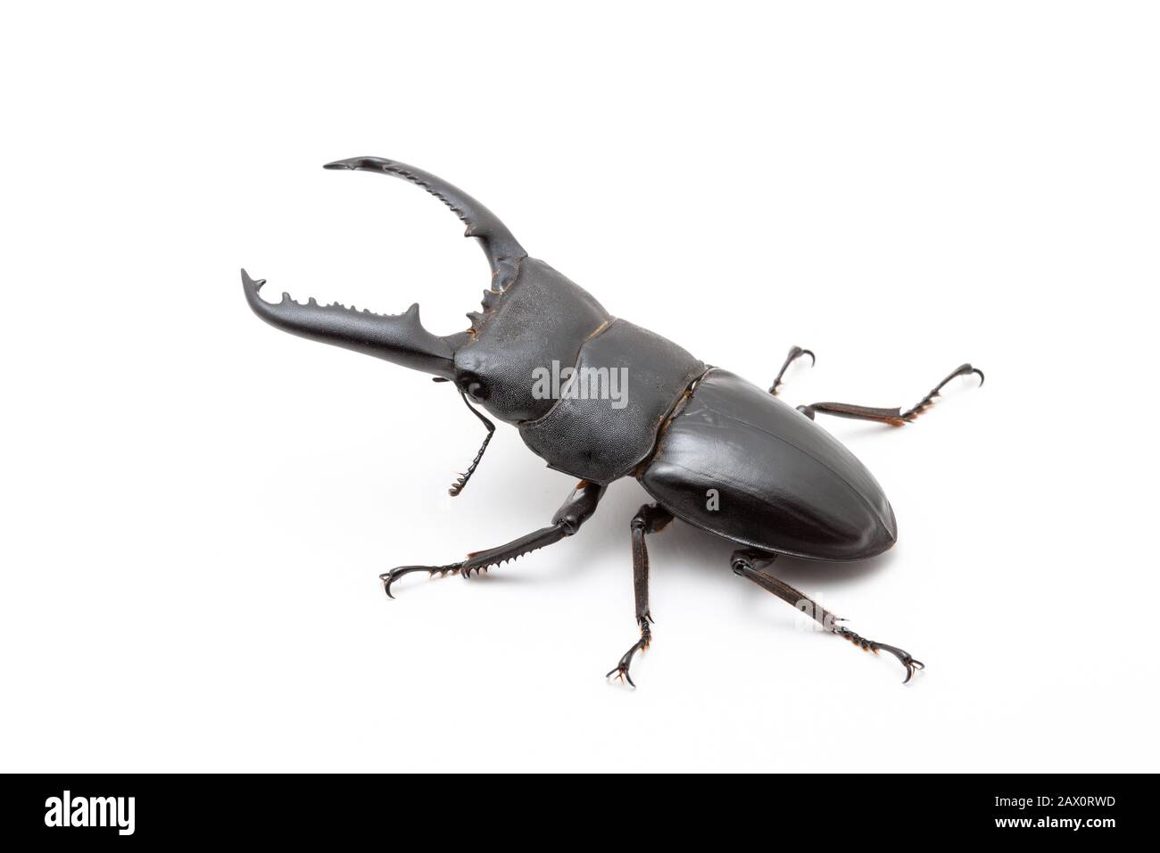 Grande maschio Dorcus titanus Stag Beetle su sfondo bianco. Foto Stock