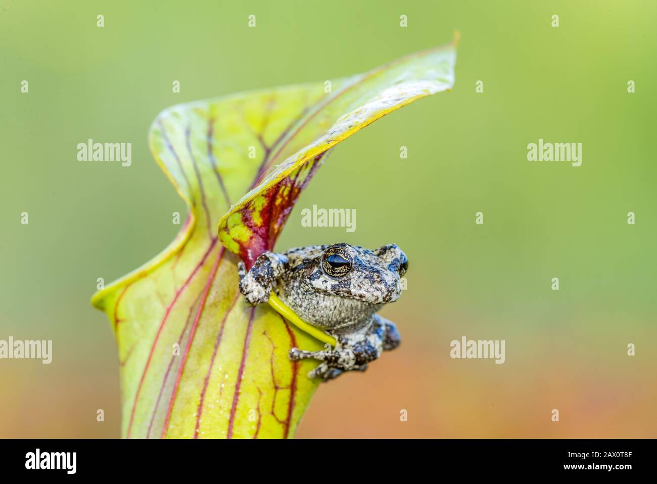 Cope'S Gray Treefrog (Dryophytes Chrysoscelis) Sheltering In Yellow Trumpet Pitcher Plant (Sarracenia Flava) Apalachicola National Forest, Florida. Foto Stock