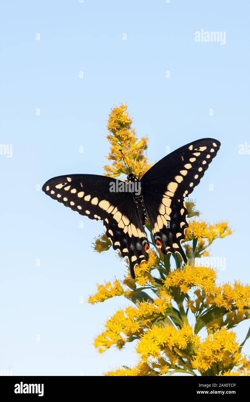 Farfalla Swallowtail nera su goldenrod in fiore. Reed Run Nature Preserve, Lancaster County, Pennsylvania, Estate. Foto Stock