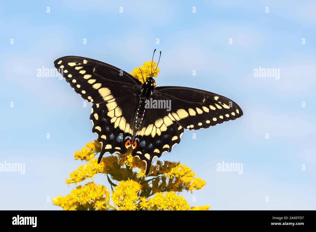 Farfalla Swallowtail nera su goldenrod in fiore. Reed Run Nature Preserve, Lancaster County, Pennsylvania, Estate. Foto Stock