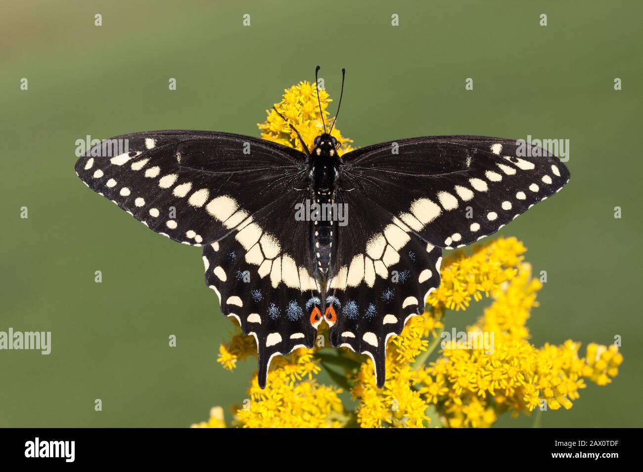 Farfalla Swallowtail nera su goldenrod in fiore. Reed Run Nature Preserve, Lancaster County, Pennsylvania, Estate. Foto Stock