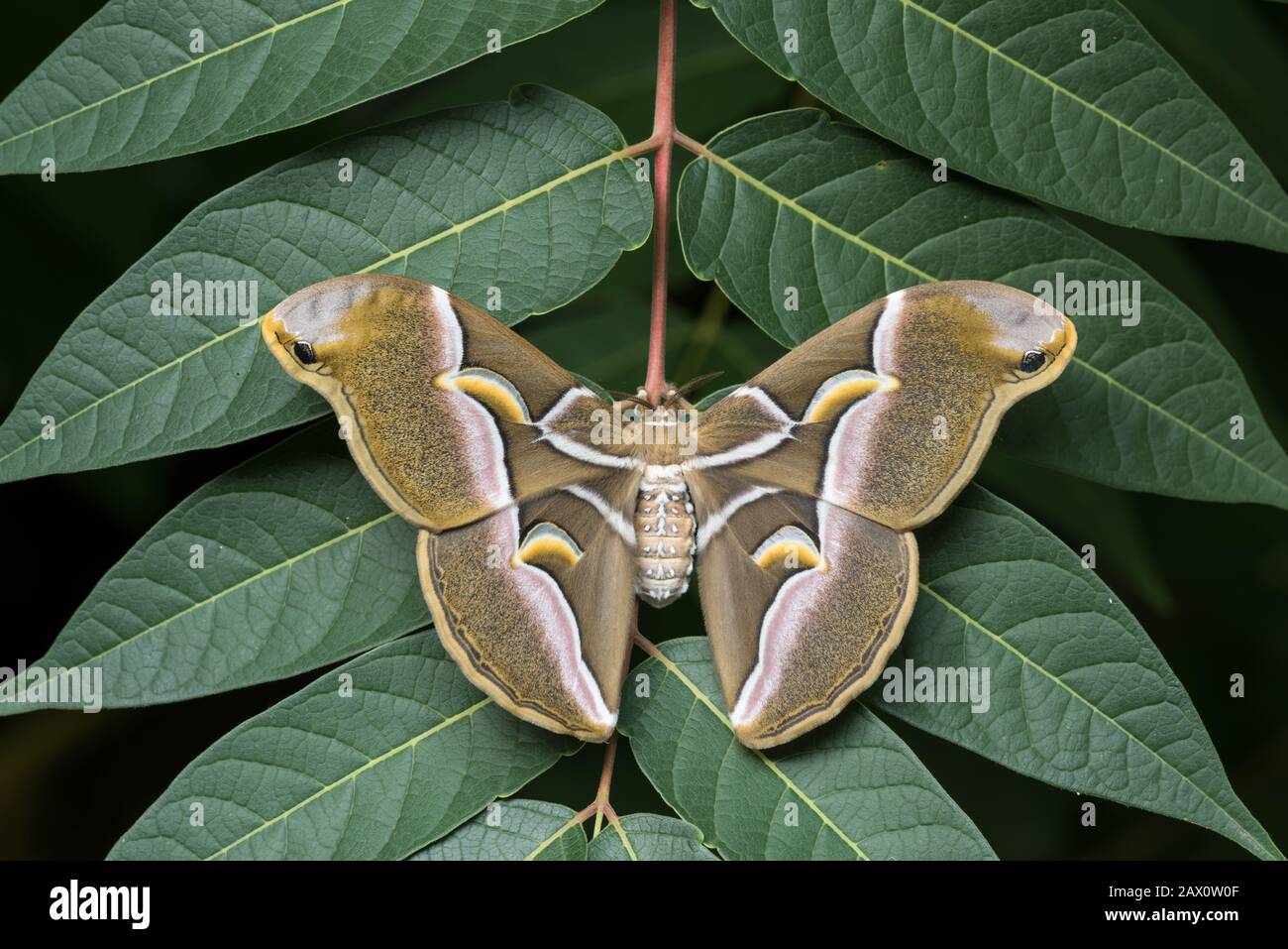 Cynthia Moth, (Samia cynthia, Adult on Tree of Heaven (Ailanthus altissima). Hudson County, New Jersey, Luglio. Foto Stock