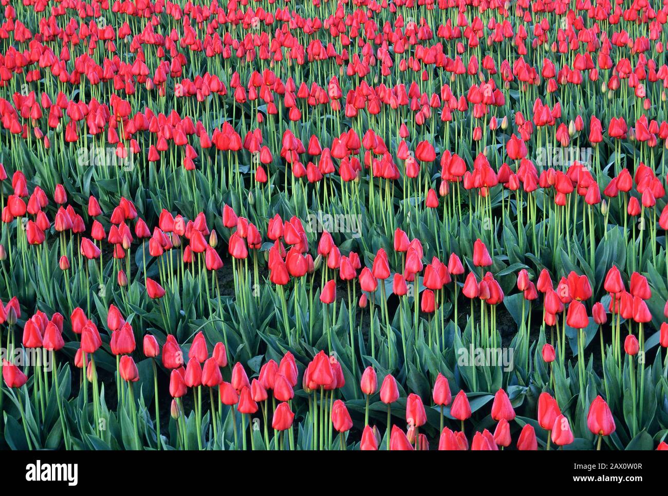 Campo di tulipani rossi che fioriscono nella Skagit Valley. Washington, Aprile. Foto Stock