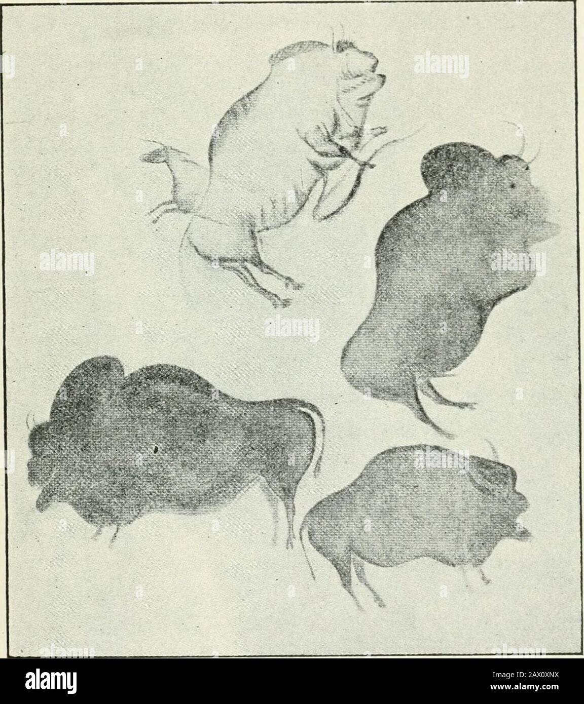 Un'introduzione allo studio dell'arte preistorica . Fig. io6. - Gaume Font DC. Policromi, Salle Des Petits Bisons.(Dal Cav. Font de Gaume.) galleria, e vicino alla fine, sulla sinistra, è una piccola camera (salle des Petite bisons). Ci sono decine di figure di animali sulle pareti, tra cui quelle del bisonte, cavallo, renne, mammut (Fig. 104), orso, lupo, e rinoceronte. Sono principalmente trovati nella galleria principale, sulla totalità del suo lato sinistro (cioè andando dentro), una distanza di 60 yarde, 8o ARTE PREISTORICA nel diverticolo, su parte del suo lato destro, nella lateralgallery, e nella litt Foto Stock