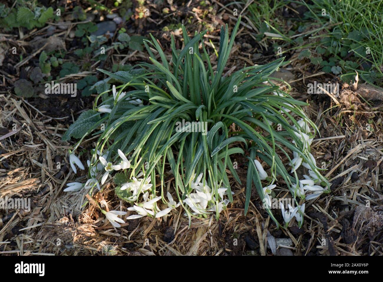 Le nevicate (Galanthus nivalis) si scatenarono in una fredda mattinata gelida mentre il sole le raggiunge quando si ravviveranno, Berks, febbraio Foto Stock