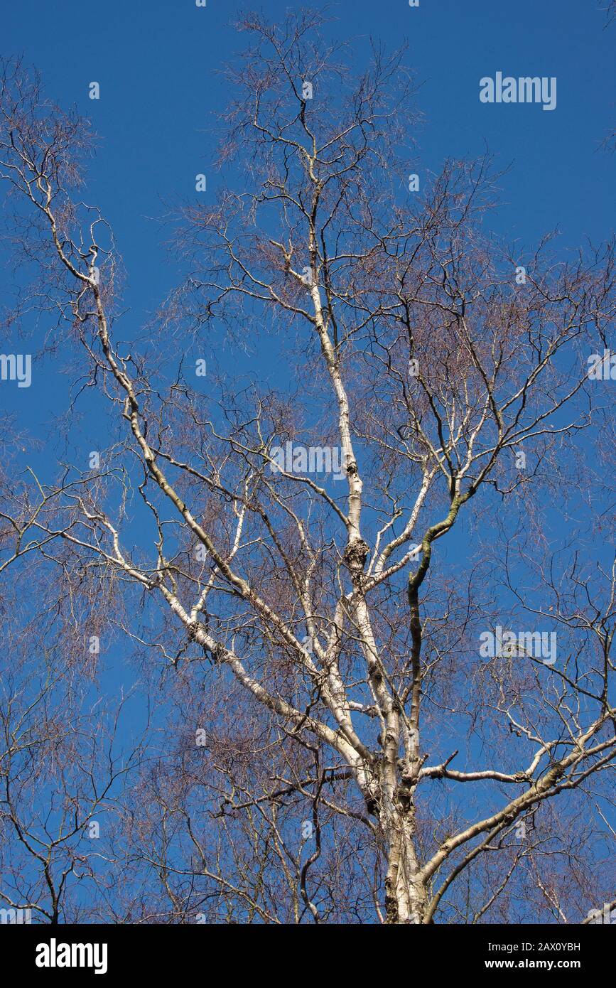Betulla d'argento senza foglie (Betula pendula) tronco bianco e rami che si innalza in un cielo di inverno bue senza nuvole, Berkshie, febbraio Foto Stock