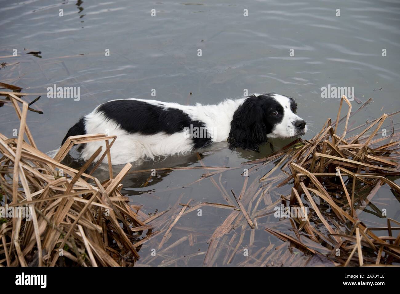 Old, nero e bianco cocker spaniel raffreddamento fuori nel Kennet e Avon Canal anche in un freddo inverno giorno, Hungerford Common, gennaio Foto Stock
