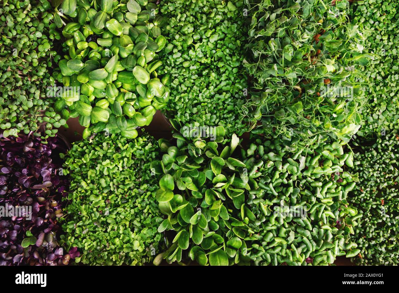 mix di contenitori freschi di microgreens. vista dall'alto Foto Stock