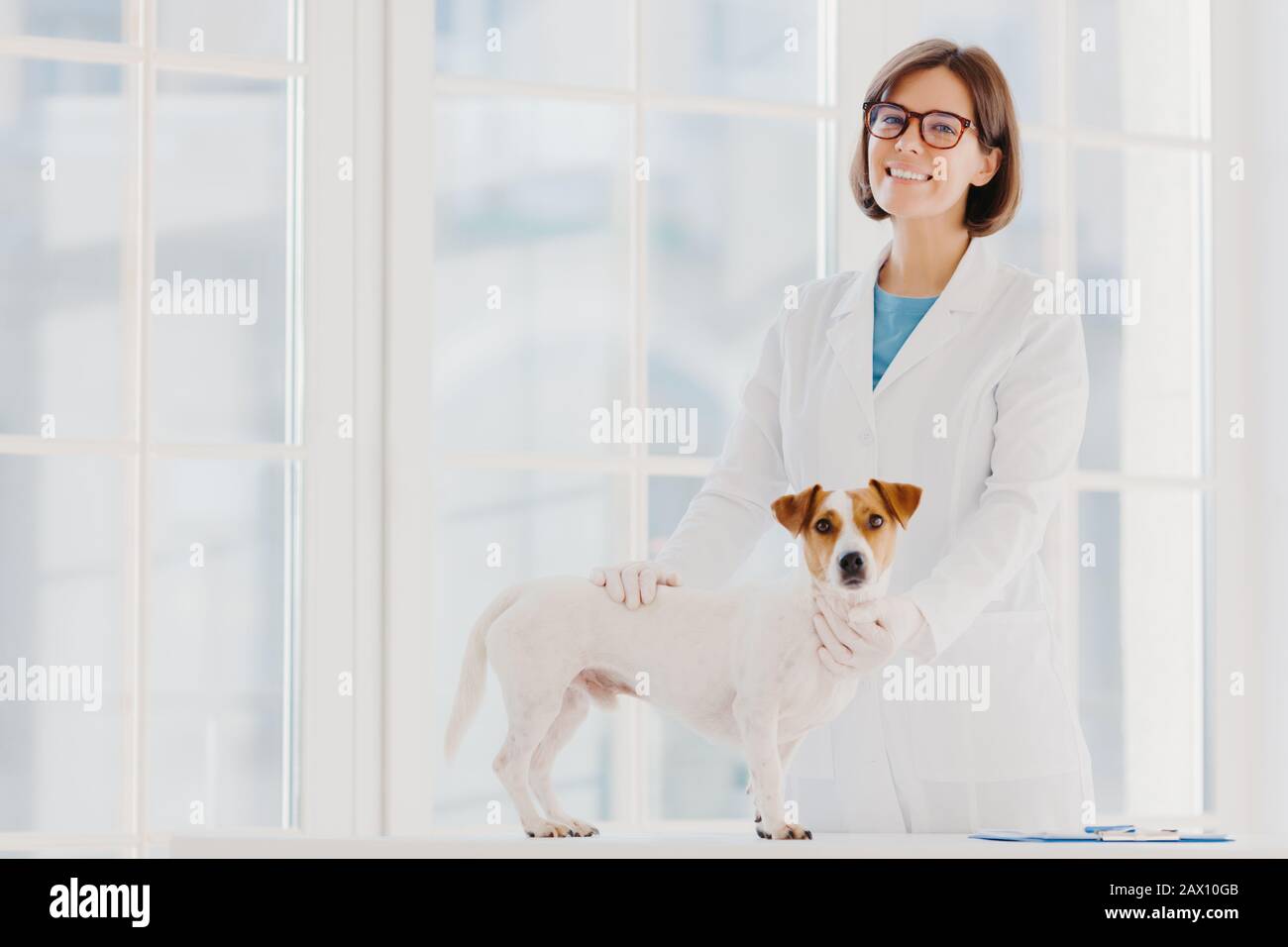 Cura e salute degli animali. Indoor shot di veterinario donna in guanti bianchi e medici, stand vicino tavolo esame, esamina cane, animali domestici cucciolo, posa in mo Foto Stock