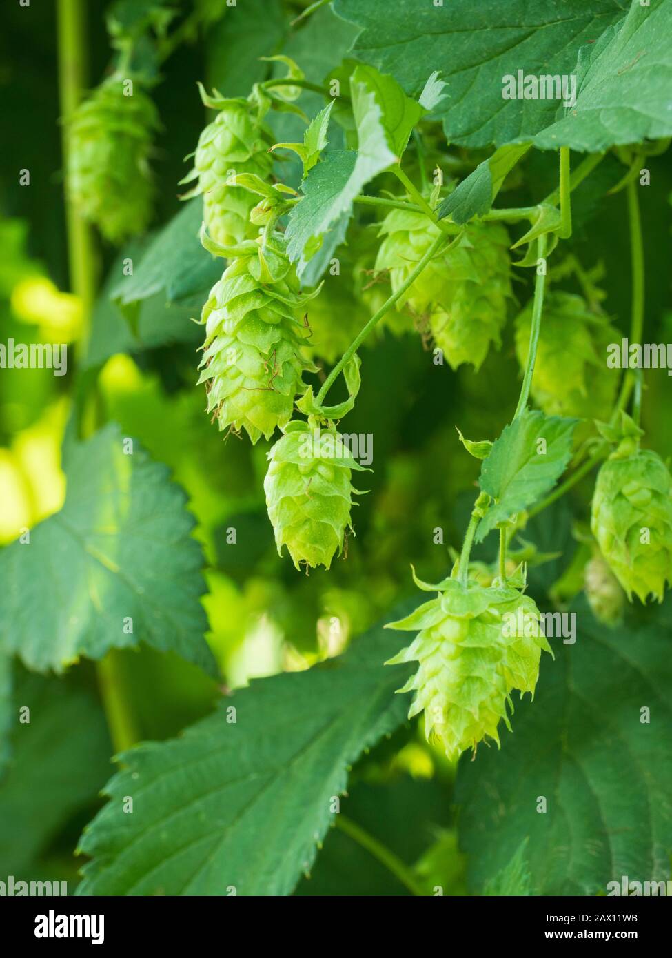 Hopfenfeld, Hopfendolde, Franken, Bayern, Deutschland | hop field, hop cone, Franconia, Bavaria, Germania Foto Stock