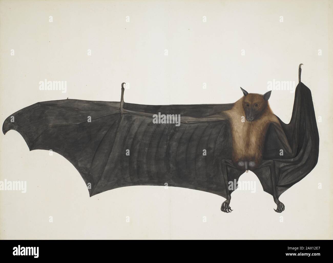 Grande Frutta Indiana Bat, Ca. 1777-82. Foto Stock