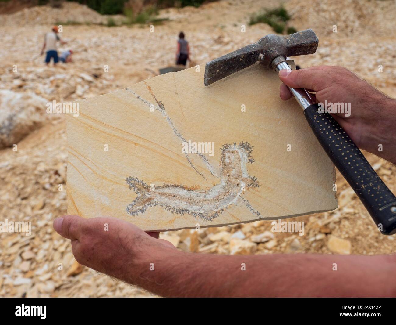 Hobbysteinbruch Solnhofen, Fossiliensucher, Solnhofen, Altmühltal, Franken, Bayern, Deutschland | Cave Fossili, Solnhofen, Altmuehltal, Franconia, Ba Foto Stock