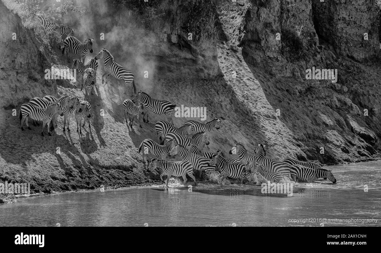 Immagine monocromatica di Zebra che attraversa il fiume Mara visto a Masai Mara, Kenya, Africa Foto Stock