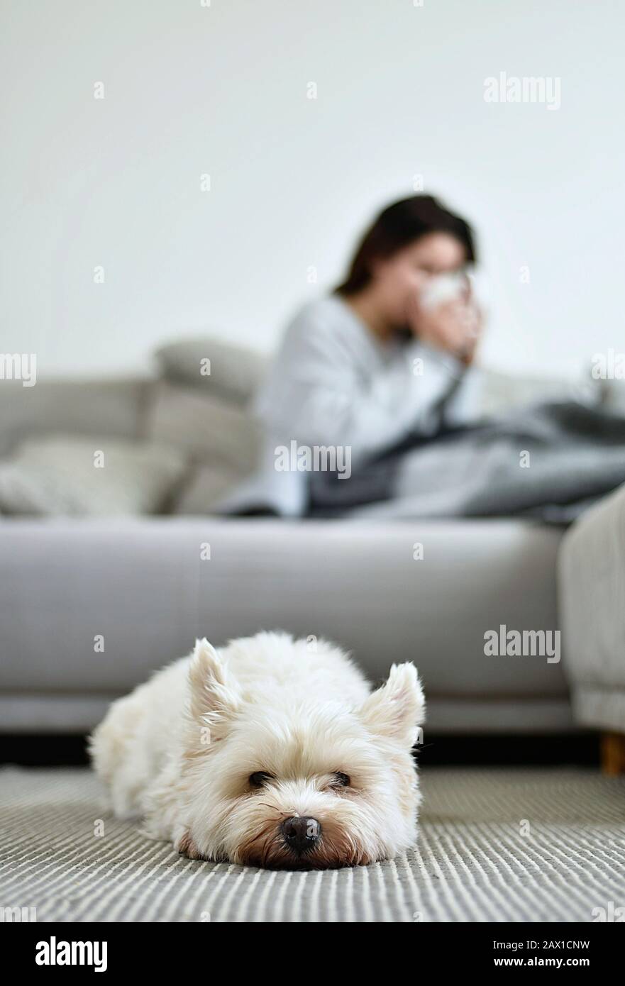 La ragazza si trova su un divano con un terrier bianco Foto Stock