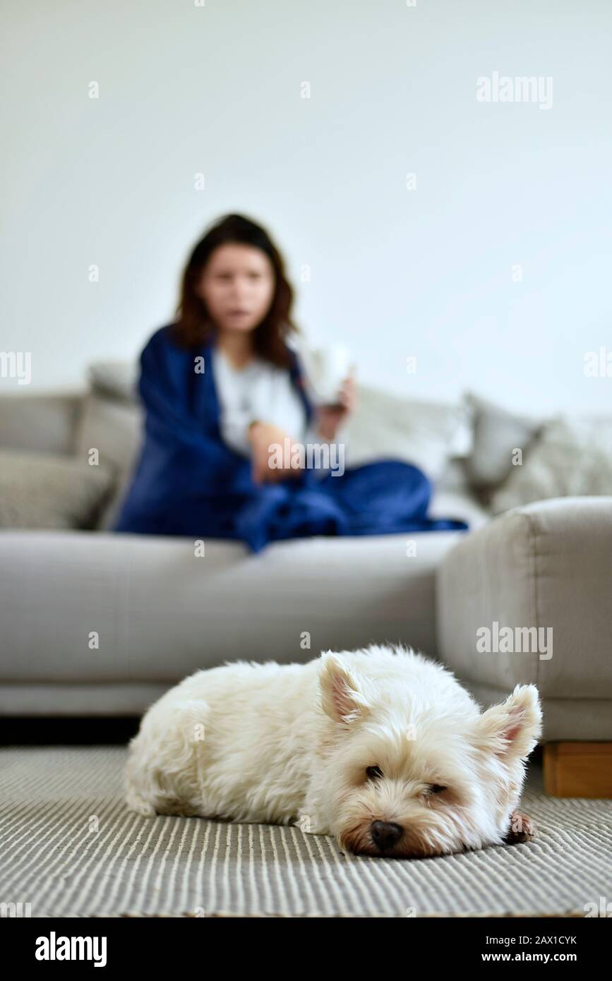 La ragazza si trova su un divano con un terrier bianco Foto Stock