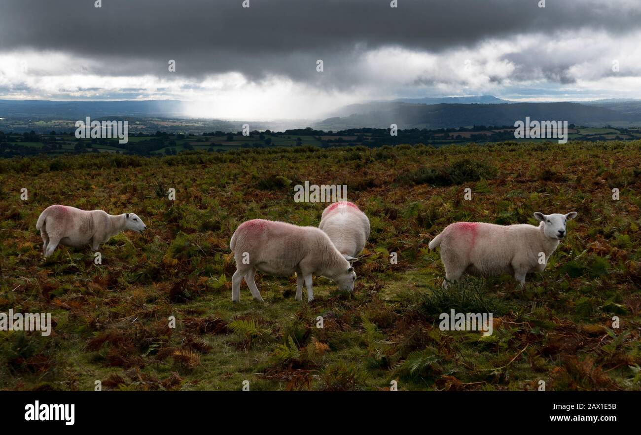 Il Dyke dell'OFFA è un percorso a lunga distanza sul confine tra il Galles e l'Inghilterra, qui vicino a Hay on Wye, popolare tra gli escursionisti seri Foto Stock