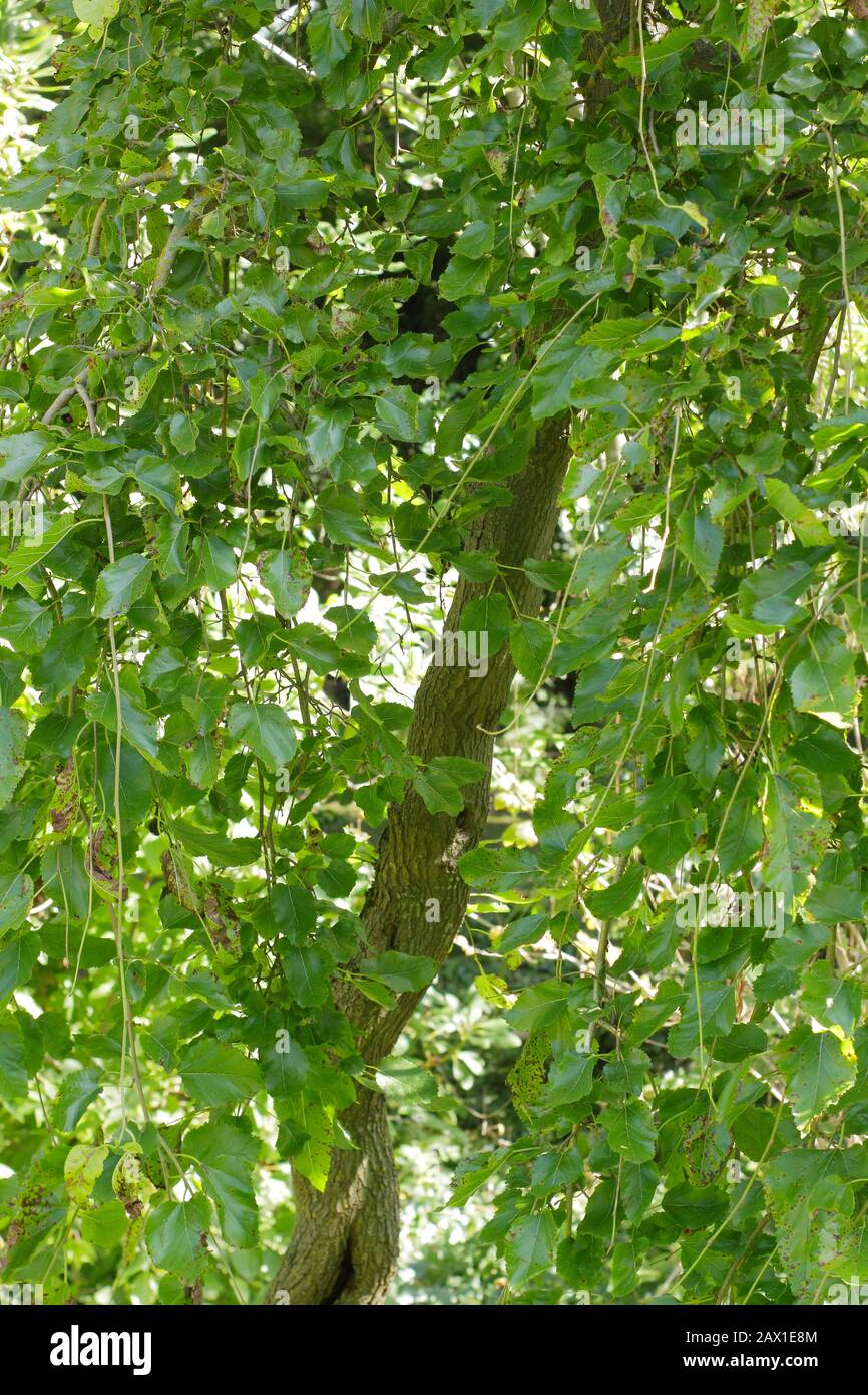 Morus alba 'Pendula'. Pianto bianco gelso albero che mostra distintiva pianto abitudine. Foto Stock