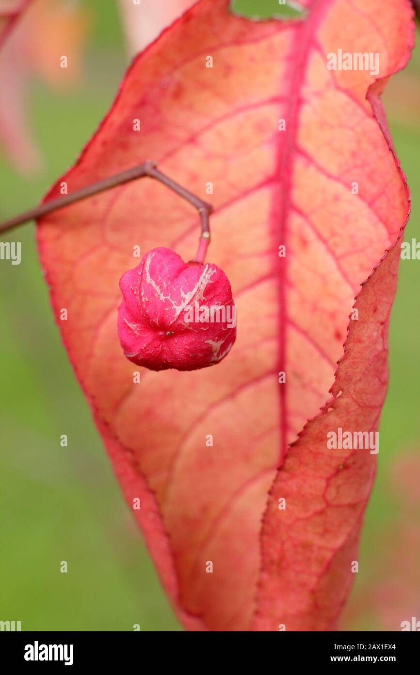 Euonymus. Albero del mandrino, o cespuglio che brucia, che mostra le foglie vibranti caratteristiche e le capsule di seme magenta in autunno. REGNO UNITO Foto Stock