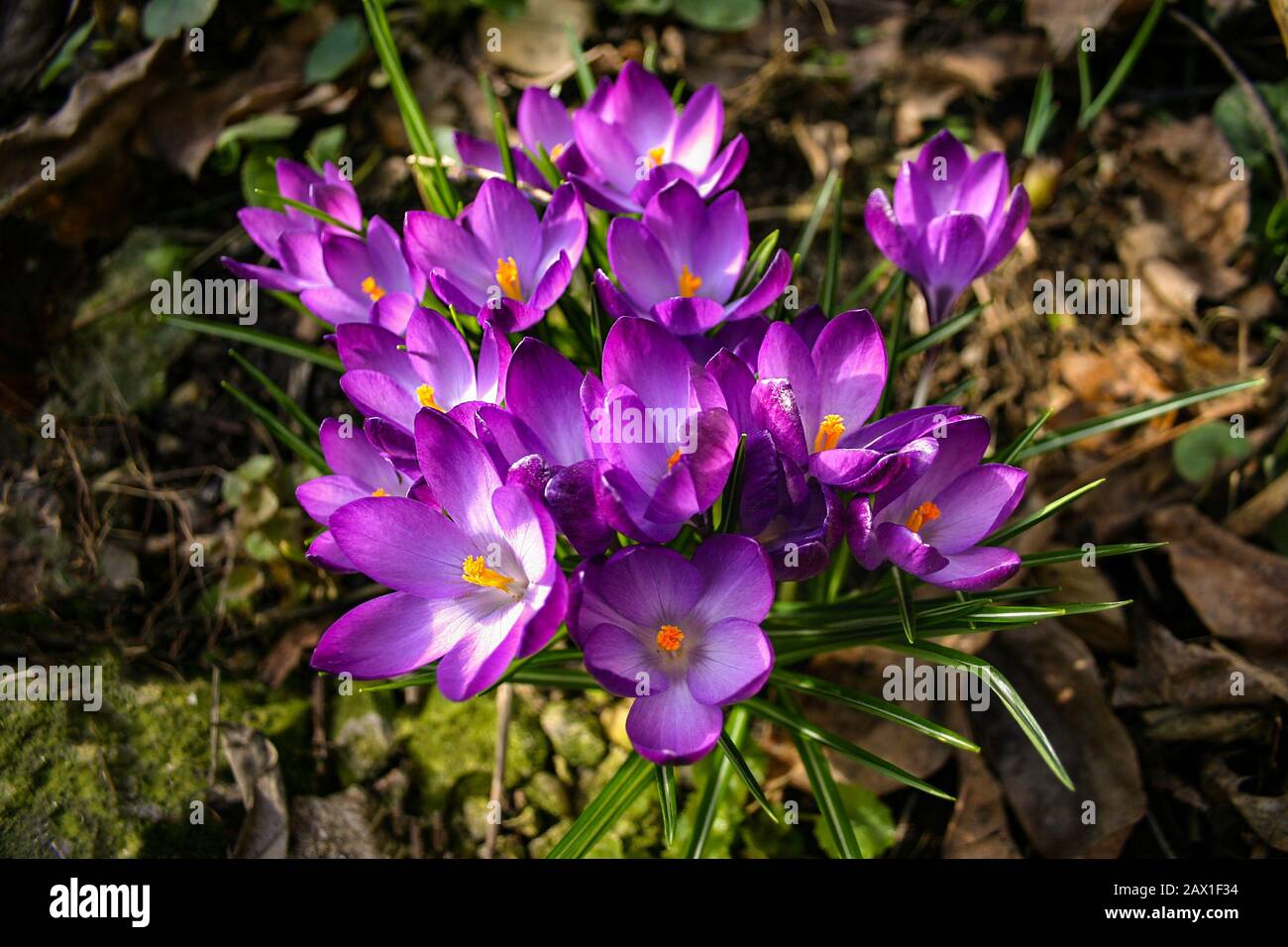 Vivaci e delicate croci viola primavera in giardino in una mattina presto soleggiata. Foresta boccioli botanici fiori selvatici. Risveglio delle piante in nat Foto Stock