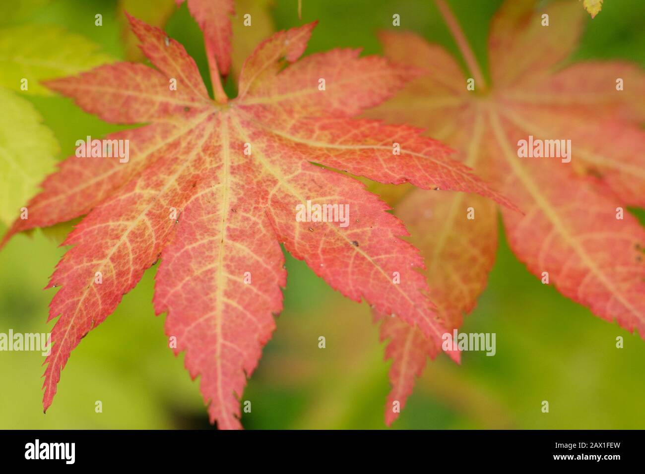 Acer Palmatum 'Oro ummer' foglie di acero giapponese che mostrano foglie di colore rosso all'inizio dell'autunno. REGNO UNITO Foto Stock