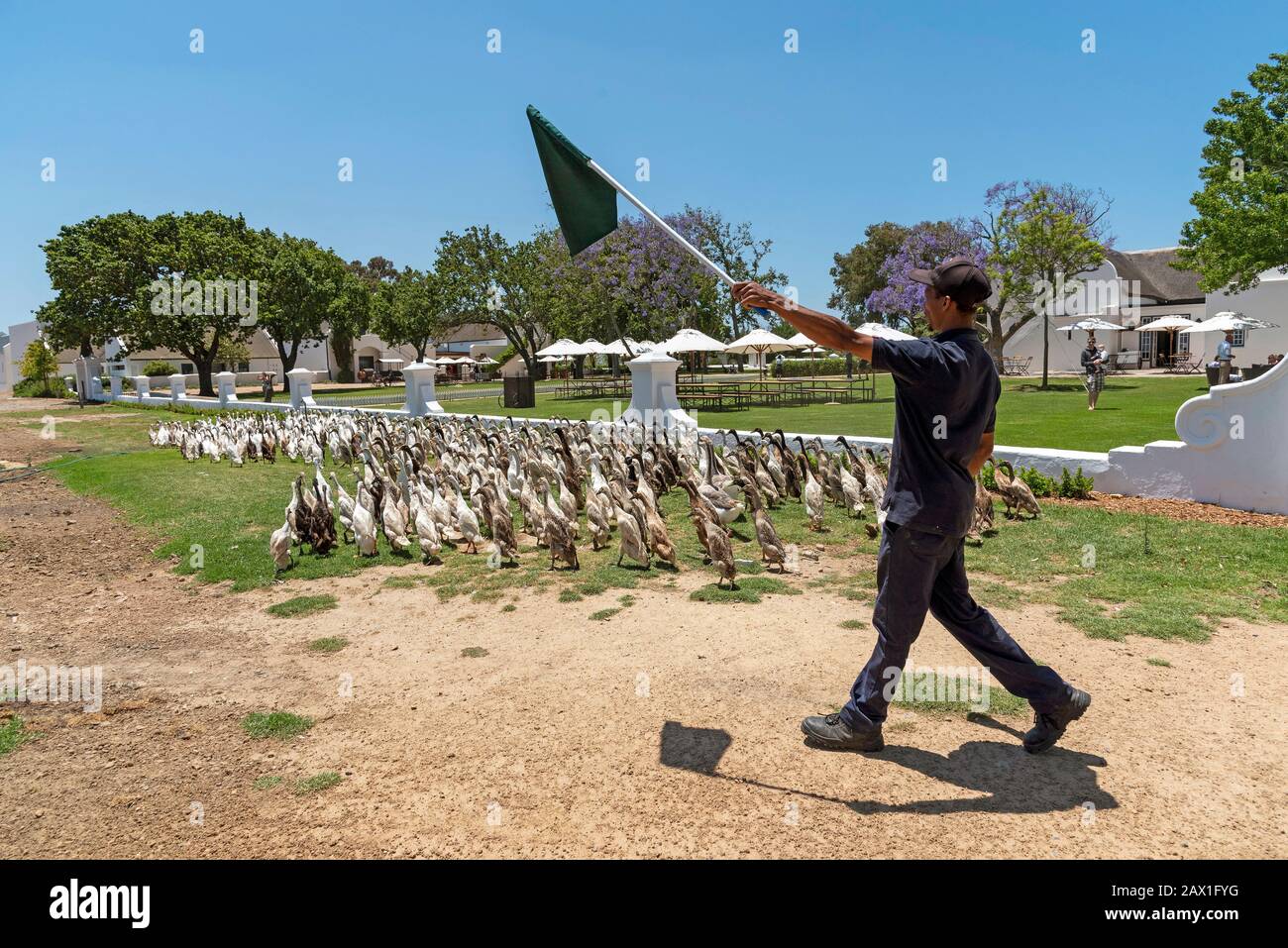 Faure vicino Stellenbosch, capo Occidentale, Sud Africa. Anatre del corridore indiano che sono herded. Essi sono utilizzati nelle viti per controllare lumache e parassiti e su p. Foto Stock