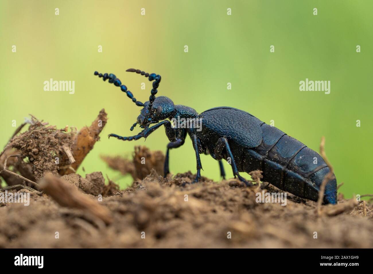 Olio Beetle Meloe proscarabaeus in Repubblica Ceca Foto Stock