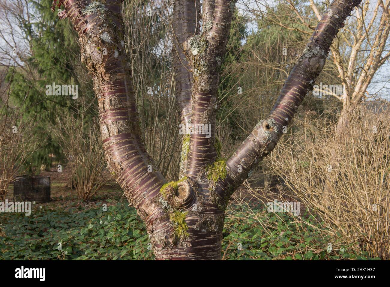 Bark invernale sulla Trunk di un albero ciliegio ibrido (Prunus serrula x serrulata) in un Giardino Woodland nel Devon rurale, Inghilterra, Regno Unito Foto Stock