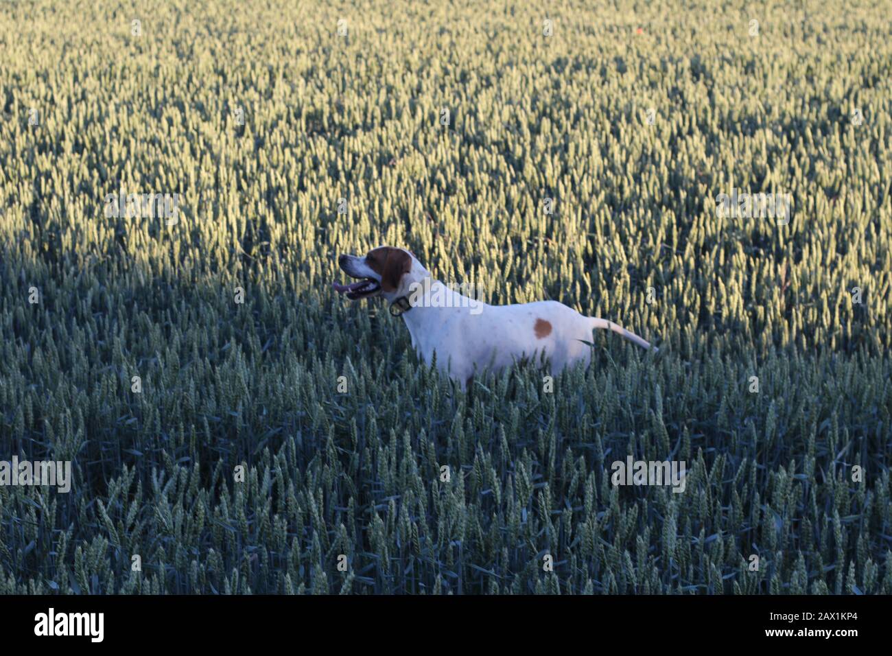 Puntatore, cane da caccia in campo di grano verde Foto Stock
