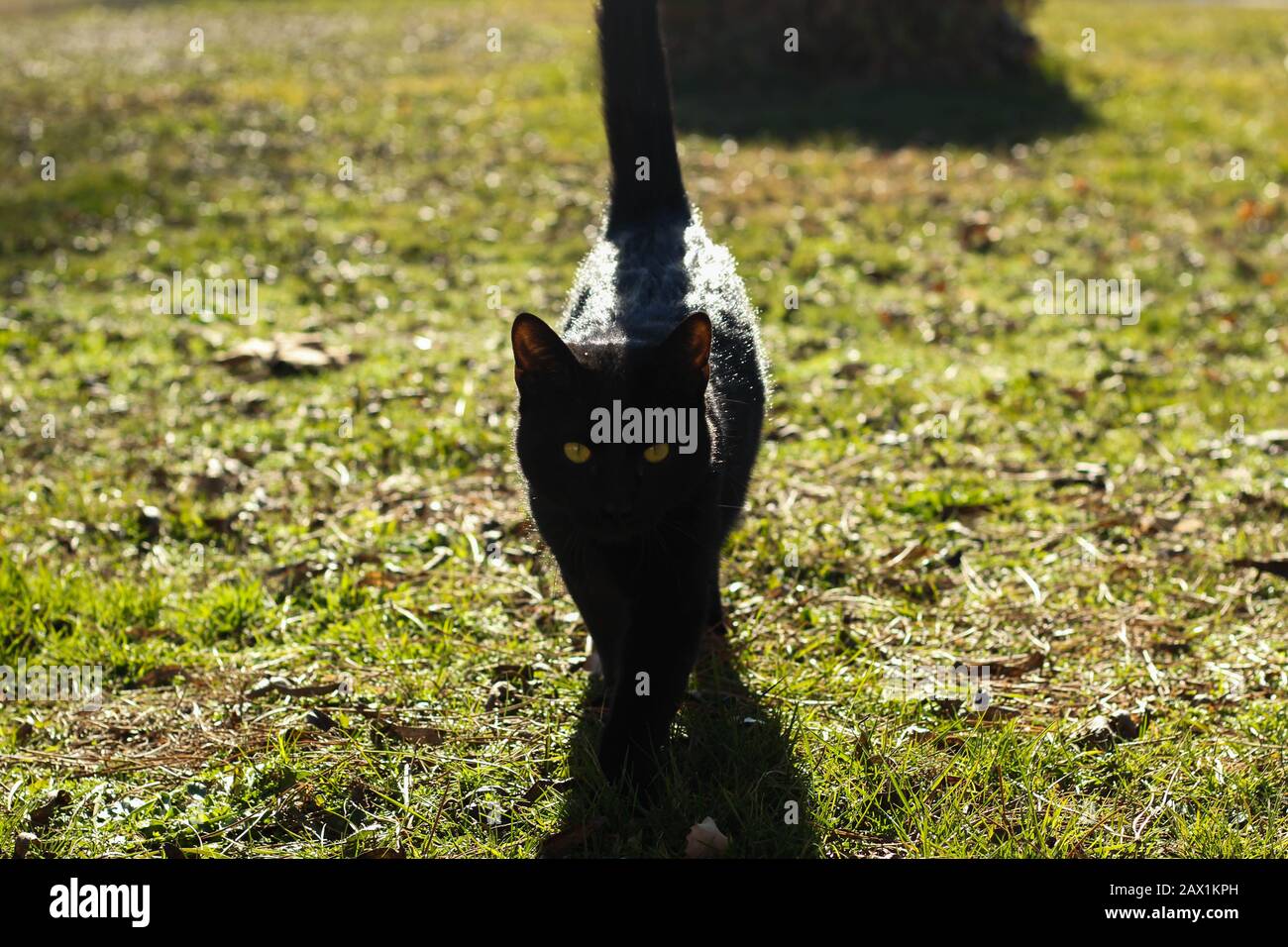 gatto nero con occhi verdi sull'erba Foto Stock