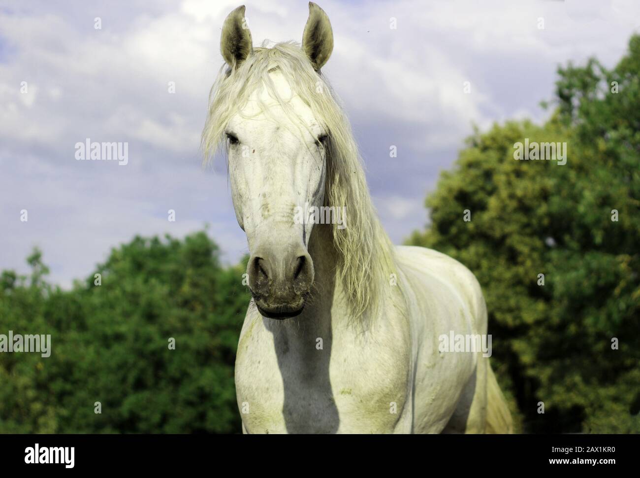 cavallo bianco nel campo Foto Stock