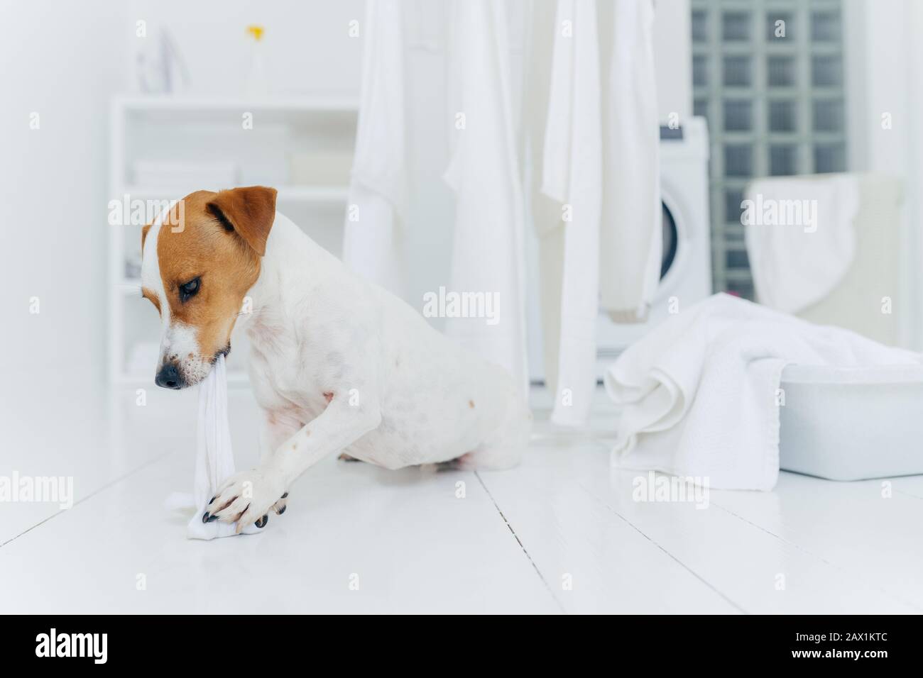 Colpo orizzontale di jack rusell terrier morde lino bianco mentre l'ospite è assente, ha molto lavoro in lavanderia, andando essere punito, bacinella bianca con rimorchio Foto Stock