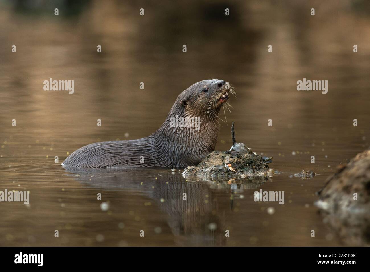 Un Otter di fiume Neotropical (Lontra longicaudis) da Pantanal sud, Brasile Foto Stock