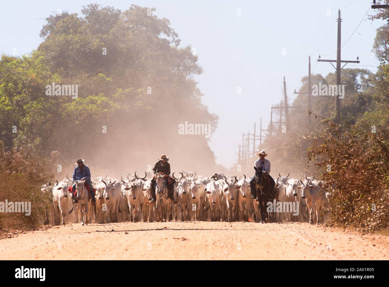 I bovini percorrono la Transantaneira Road nei pressi di Poconé, Mato Grosso, Brasile Foto Stock
