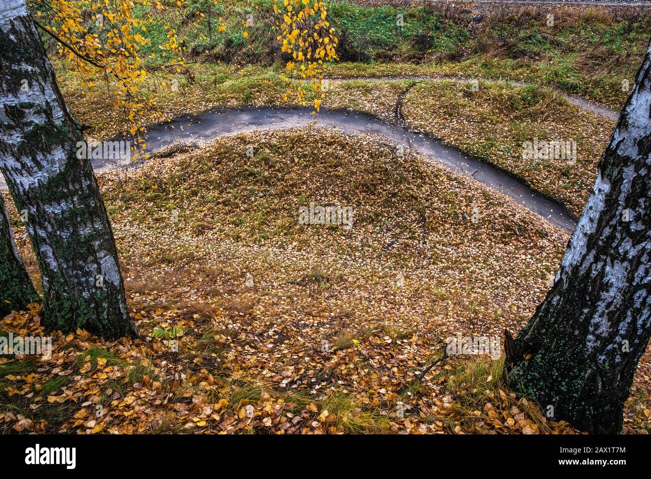Un sentiero ad arco su una terra punteggiata di foglie gialle tra due birches in un giorno d'autunno. Foto Stock