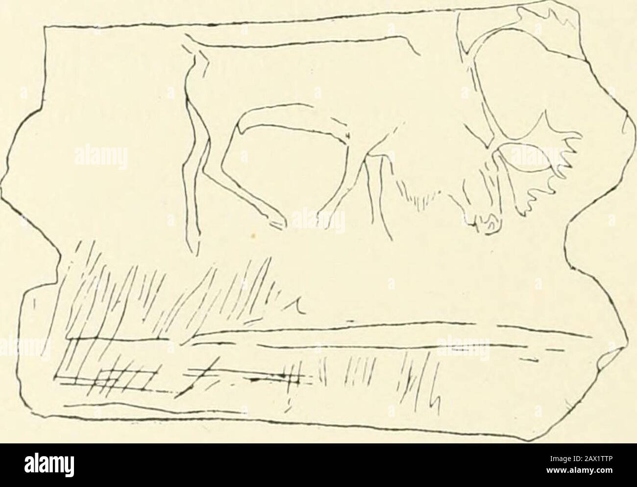 Un'introduzione allo studio dell'arte preistorica . Fig. 68.- Rhinoceros inciso su un ghiaia schista. Caverna di Tribolite, Arcy-sur-Cure. E nella grotta di Tribolite ad Arcy-sur-Cure, nella Yonne{Fig. 68). Museo Prehistorique, 210. ^ UAnthrop., xv.. Fig. 45, pag. 156. ^ Ibid., Fig. 27, pag. 129. ^ la Caverne de Font lie Gauine,). 147. 54 ARTE PREISTORICA l'arte paleolitica trovò la sua più alta espressione nel disegno di due animali che senza dubbio esistevano in enormamenti nella Francia sud-occidentale durante il periodo successivo del Paleolitico; ma che ora vivono solo in parti del mondo lontane. Questi sono Th Foto Stock