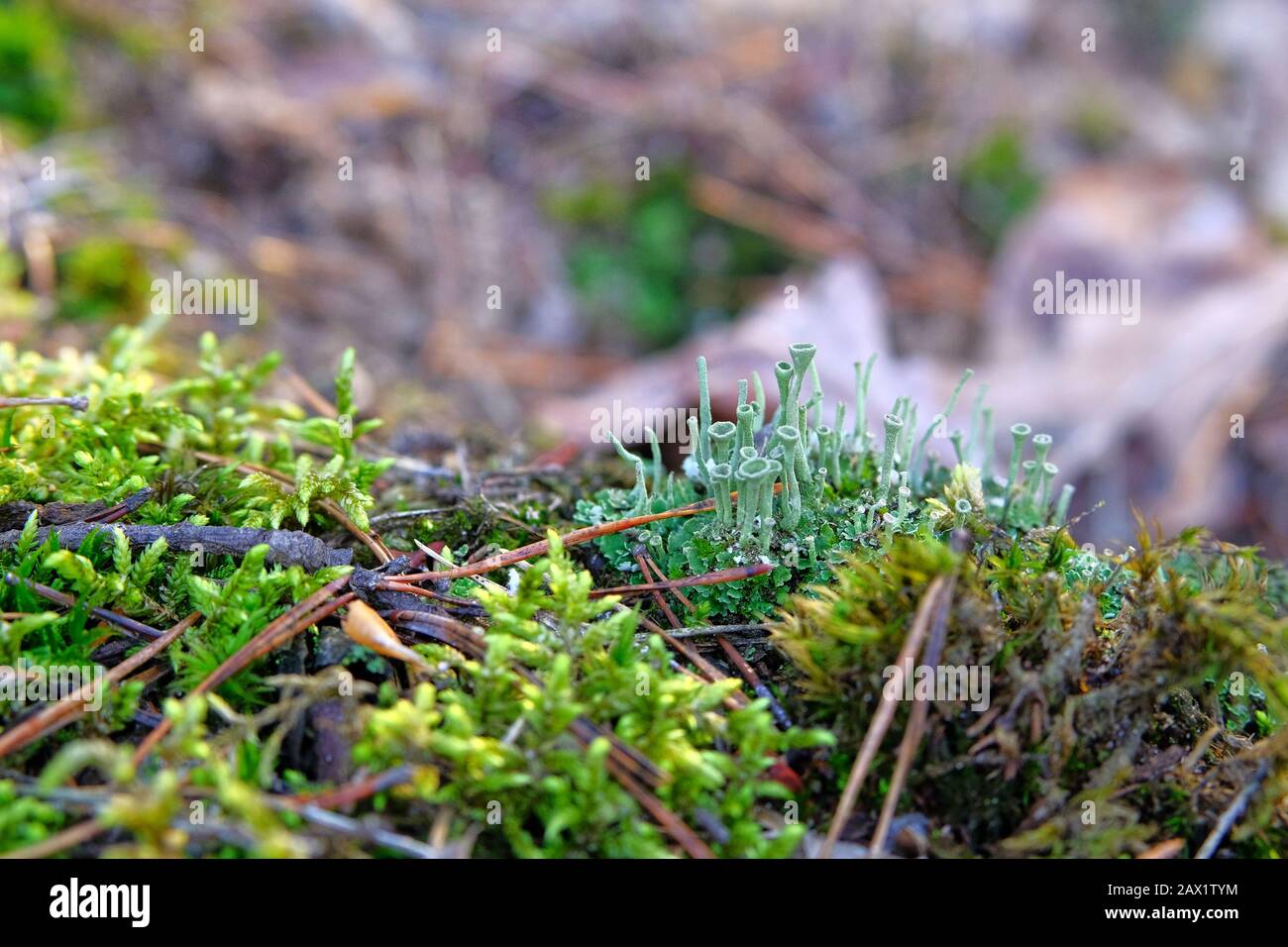 Il muschio cresce nella foresta, sfondo verde di muschio lussureggiante, fuoco selettivo. Luce Solare. Fauna selvatica di primavera, closeup. Foto Stock