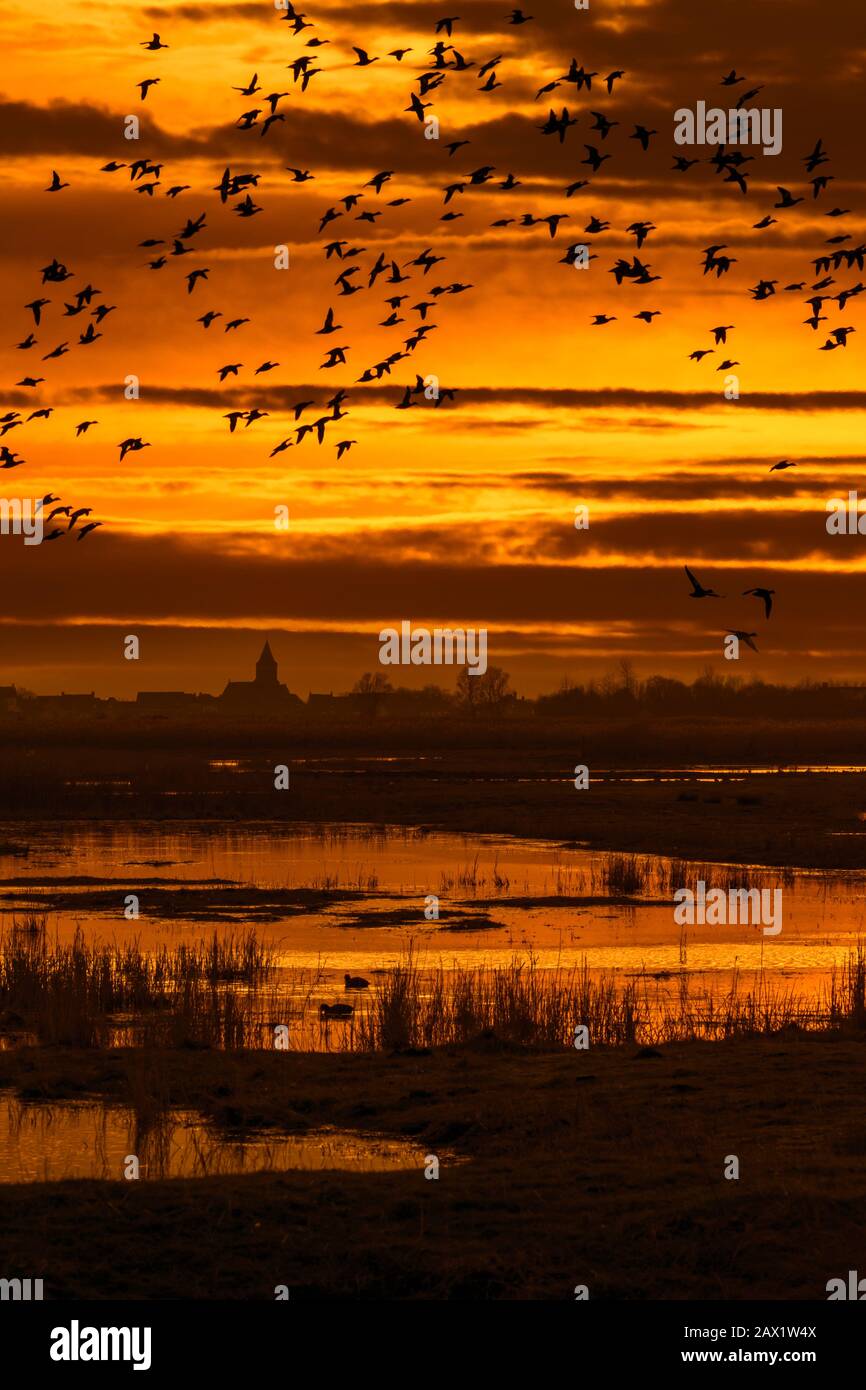 Floccato di anatre silhouette contro il tramonto volare sul campo in inverno nella riserva naturale Uitkerkse Polder vicino Blankenberge, Fiandre Occidentali, Belgio Foto Stock